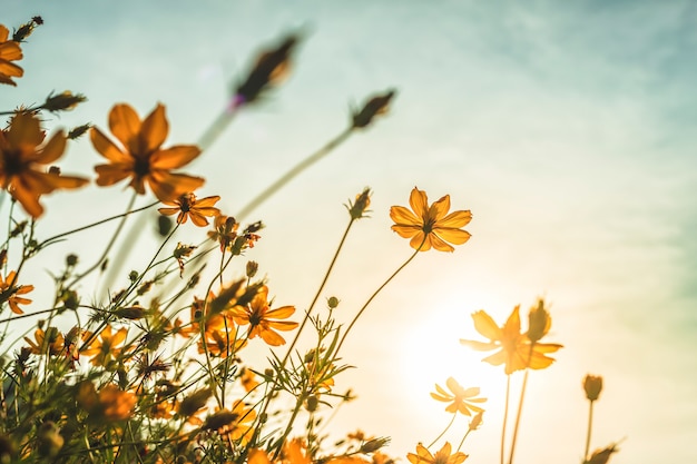 Fleurs jaunes dans un jardin de la nature avec un ciel bleu