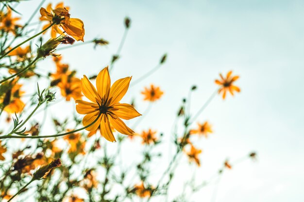 Fleurs jaunes dans un jardin de la nature avec un ciel bleu