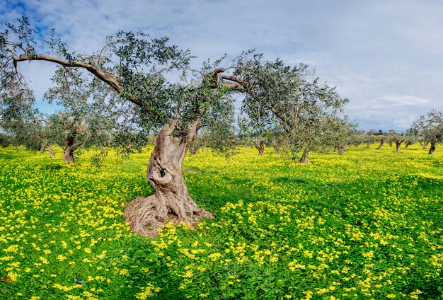 Fleurs jaunes dans le jardin