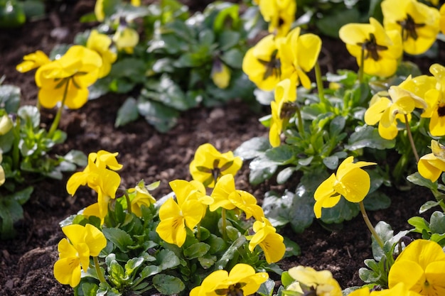 fleurs jaunes dans un jardin