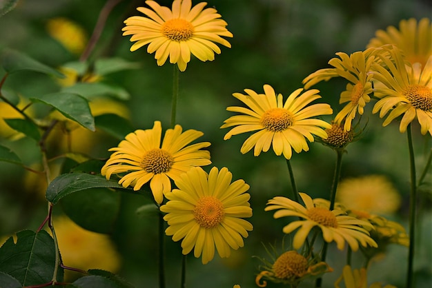 Fleurs jaunes dans le jardin