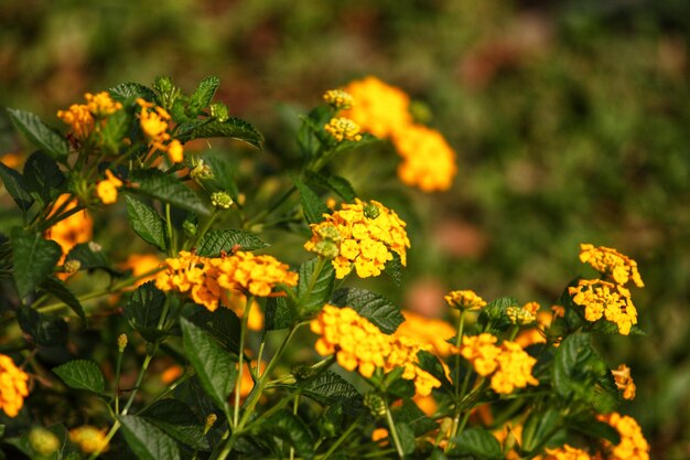 Fleurs jaunes dans le jardin