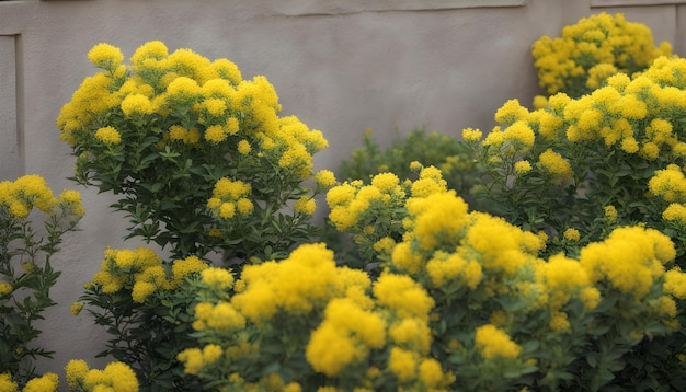 Photo des fleurs jaunes dans un jardin