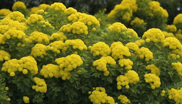 Des fleurs jaunes dans le jardin.