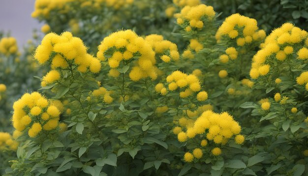 Photo des fleurs jaunes dans le jardin.
