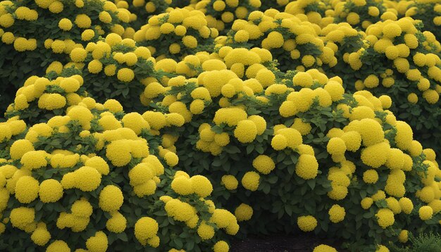 Photo des fleurs jaunes dans le jardin.