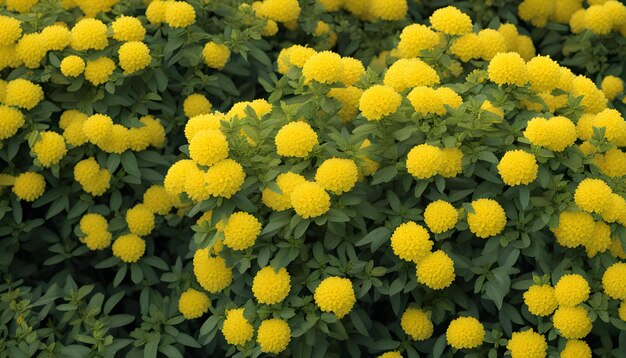 Photo des fleurs jaunes dans un jardin