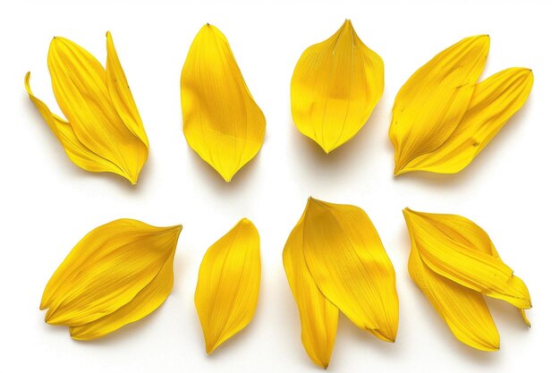 Photo des fleurs jaunes disposées en cercle sur une surface blanche adaptées à divers projets de conception