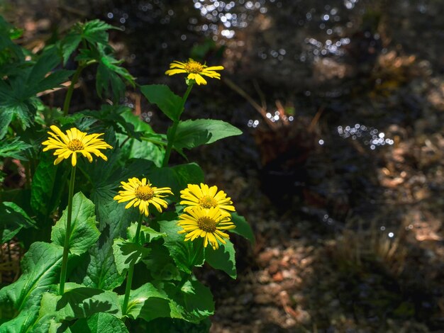 Les fleurs jaunes de Doronicum altaicum