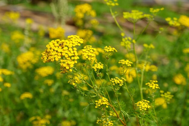 Les fleurs jaunes du tansy commun Tanacetum vulgare Plante de tansy Tanacetum Vulgare Tansy commun Focus sélectif