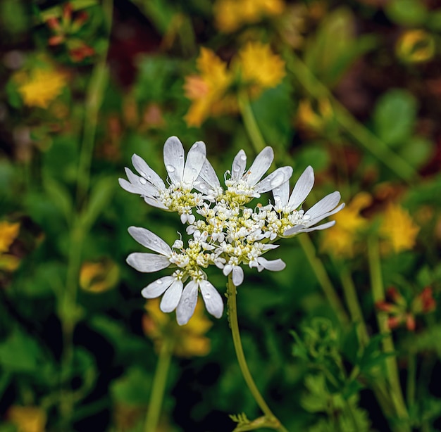 Fleurs jaunes en été dans le pré