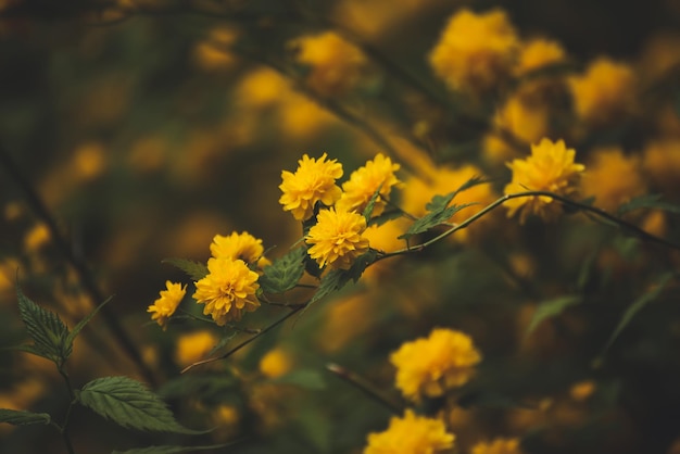 Fleurs jaunes d'été