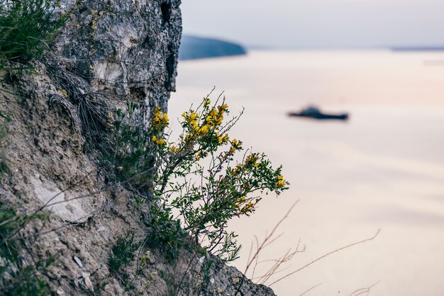 Fleurs jaunes sur falaise avec rivière sur fond