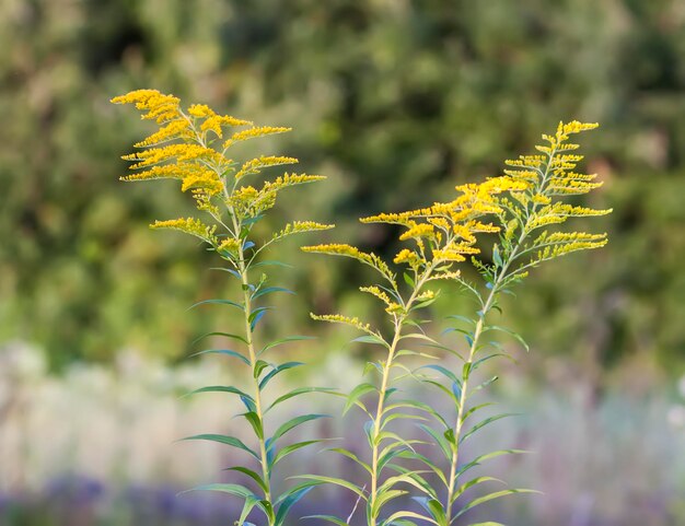 Fleurs jaunes à feuilles ridées ou à feuilles de solidago rugosa