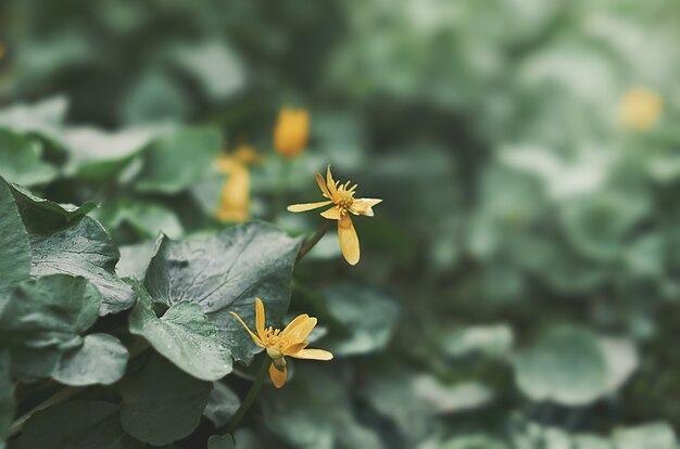 Fleurs jaunes et feuilles vertes sur un arrière-plan flou