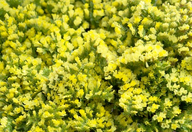 fleurs jaunes filigranées