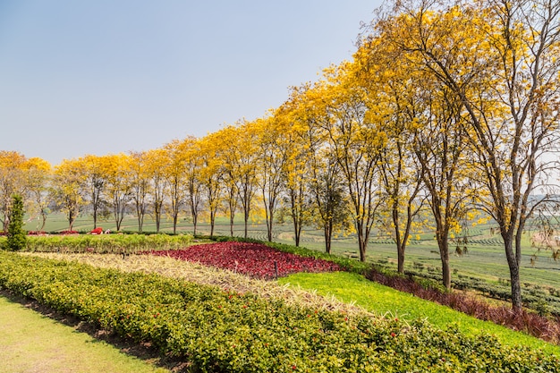 Fleurs jaunes fleurissent au printemps