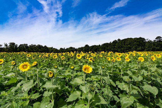 Des fleurs jaunes fleurissent sur le champ contre le ciel bleu