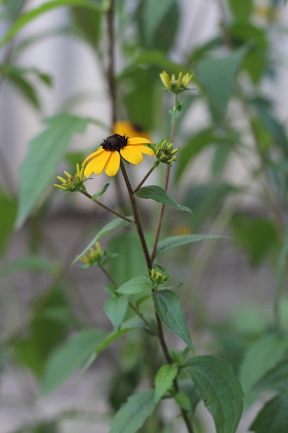 Fleurs jaunes en fleurs dans le fond du jardin se bouchent