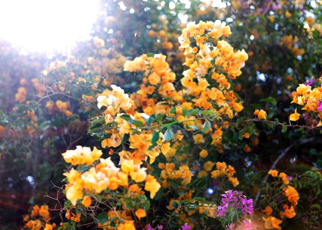 Photo fleurs jaunes en fleurs et pétales colorés pour l'arrière-plan