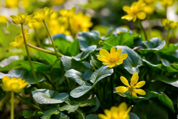 Fleurs jaunes en fleurs poussant au jardin de printemps