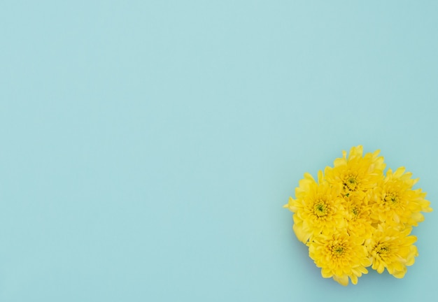 Fleurs jaunes sur fond bleu. Fête des mères, concept de printemps.