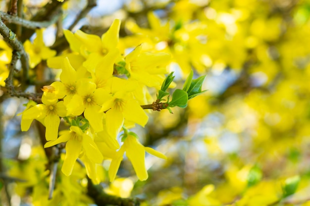 Fleurs jaunes sur fond de ciel bleu blured