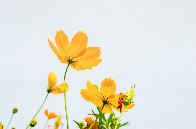 Fleurs jaunes sur fond de ciel