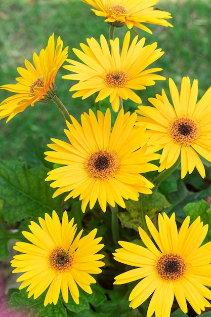 Fleurs jaunes sur fond de feuilles vertes