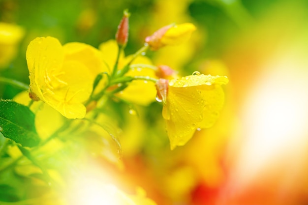 Fleurs jaunes sur un fond flou ensoleillé