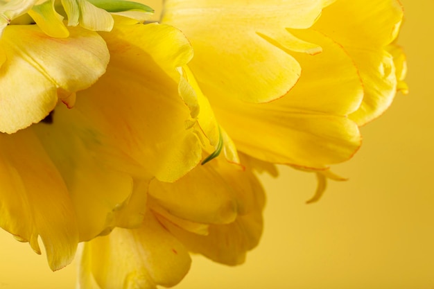 Fleurs jaunes sur fond jaune