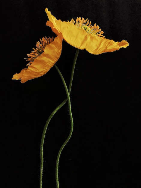Des fleurs jaunes sur un fond noir
