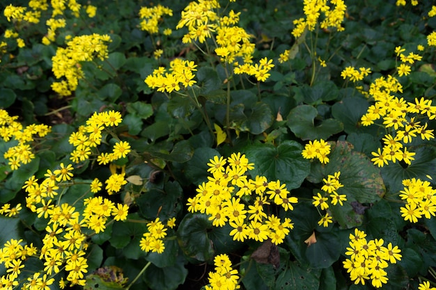 Fleurs jaunes sur fond vert feuilles