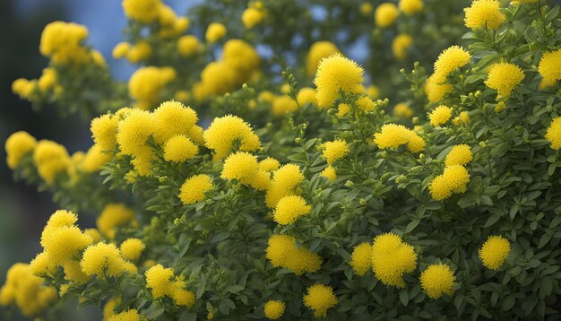 fleurs jaunes sur un fond vert