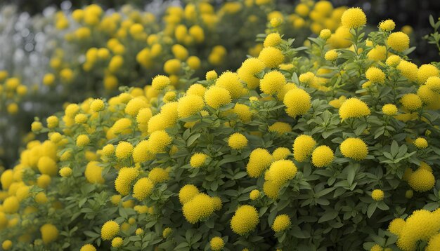 Photo fleurs jaunes sur un fond vert