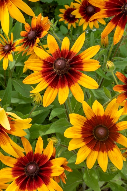 Fleurs jaunes sur fond vertRudbeckiaFond naturel naturel