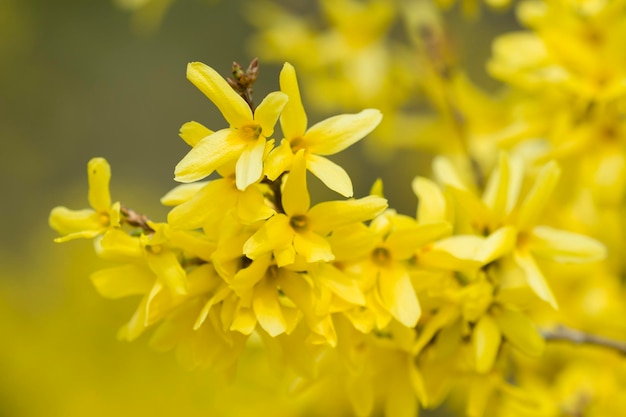 Fleurs jaunes de forsythia