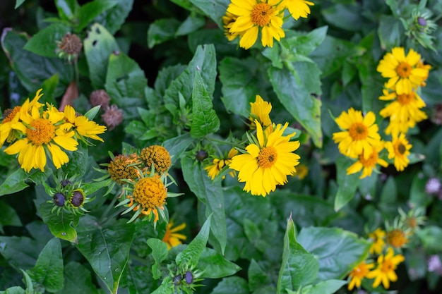 Fleurs jaunes de Gaillardia aristata Maxima Aurea dans une vue de dessus de parterre de fleurs