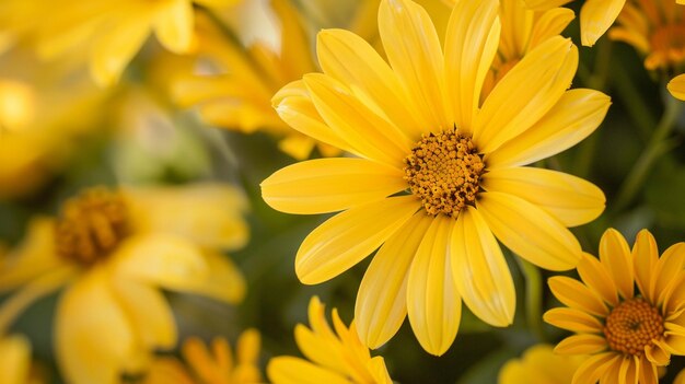 Des fleurs jaunes en gros plan