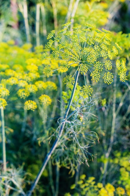 Fleurs jaunes d'herbe d'aneth dans le jardin