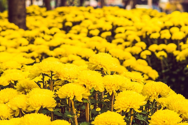 Fleurs jaunes en l'honneur du nouvel an vietnamien. Marché aux fleurs du nouvel an lunaire. Nouvel An chinois. Têt