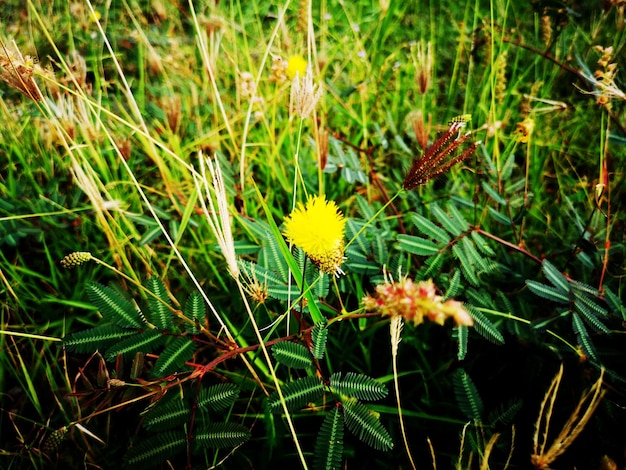 Fleurs jaunes indigènes dans l'herbe