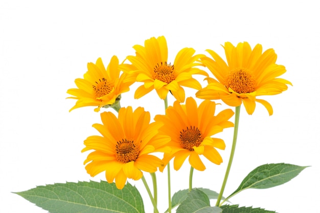 Fleurs jaunes isolés sur fond blanc