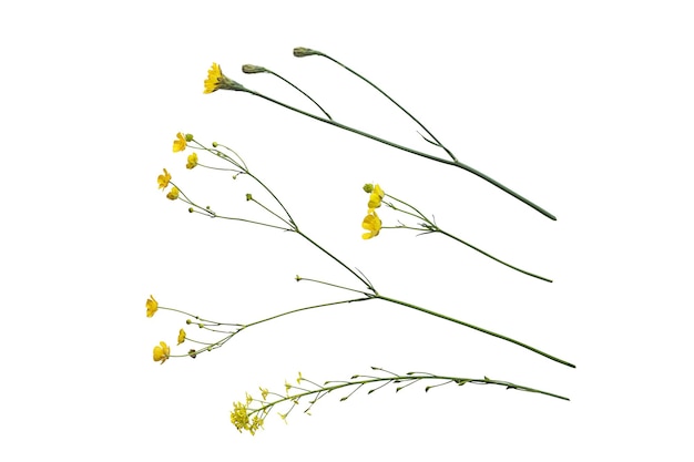 Fleurs jaunes isolés sur fond blanc