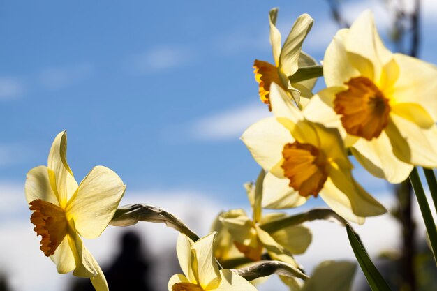 Fleurs jaunes de jonquilles pendant la floraison