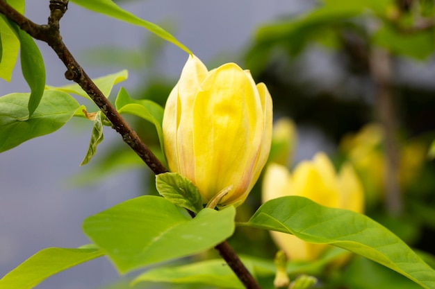 Fleurs jaunes de magnolia dans un jardin de printemps fond floral saisonnier naturel avec fond