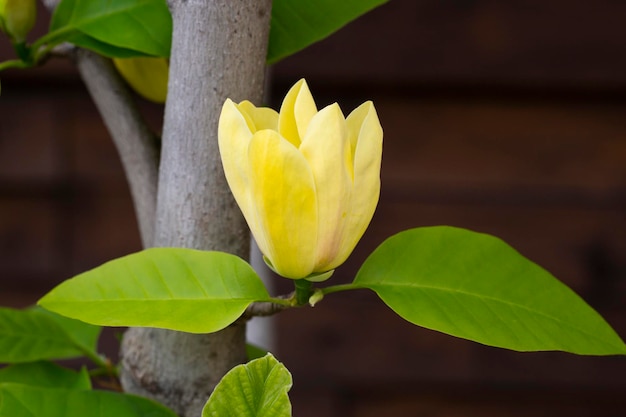 Fleurs jaunes de magnolia dans un jardin de printemps fond floral saisonnier naturel avec fond
