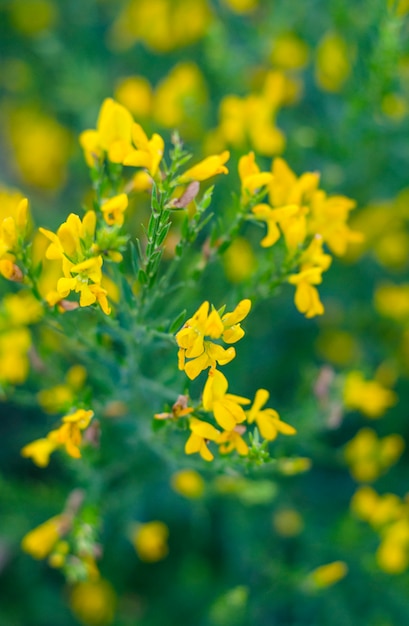 Fleurs jaunes de mélilot