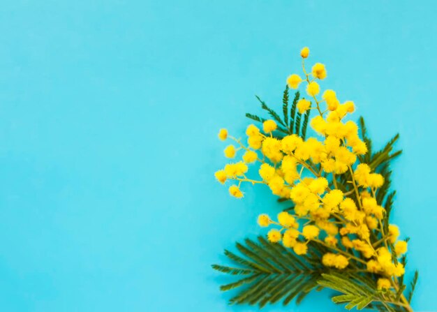 Photo fleurs jaunes de mimose arrière-plan floral du printemps