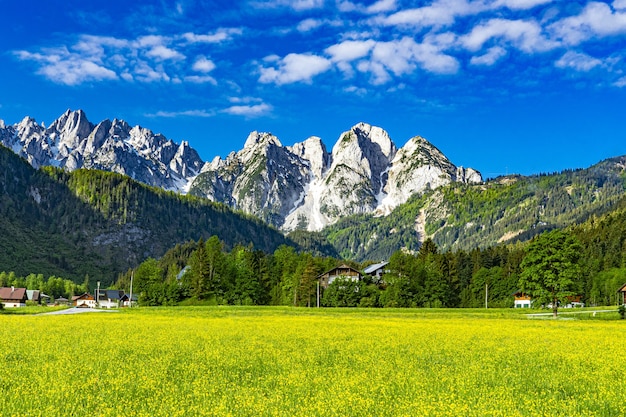 Fleurs jaunes et montagnes couvertes de neige